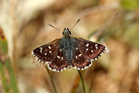 Orbed Red-underwing or Hungarian Skipper (Spialia orbifer - Male)