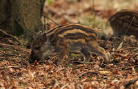 Wild Boar (Sus scrofa - Piglet)