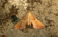Endotricha flammealis (Rosy Tabby)