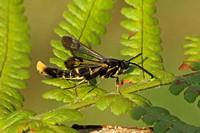 Orange-tailed Clearwing (Synanthedon andrenaeformis - Male)