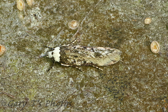 Endrosis sarcitrella (White-shouldered House-moth)