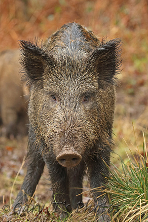 Wild Boar (Sus scrofa - Sow)