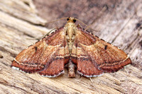 Endotricha flammealis (Rosy Tabby)