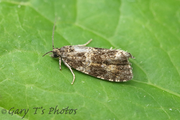 Celypha (Syricoris) lacunana (Common Marble/Dark Strawberry Tortrix)