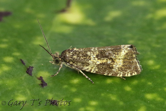 Celypha (Syricoris) lacunana (Common Marble/Dark Strawberry Tortrix)