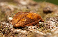 Drinker Moth (Euthrix potatoria)