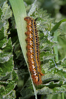 Drinker Moth (Euthrix potatoria - Caterpillar)
