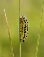 Six-spot Burnet (Zygaena filipendulae - Caterpillar)
