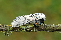 Leopard Moth (Hypercompe scribonia)