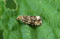 Celypha (Syricoris) lacunana (Common Marble/Dark Strawberry Tortrix)