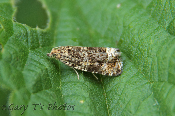 Celypha (Syricoris) lacunana (Common Marble/Dark Strawberry Tortrix)