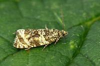 Celypha (Syricoris) lacunana (Common Marble/Dark Strawberry Tortrix)