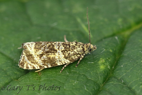 Celypha (Syricoris) lacunana (Common Marble/Dark Strawberry Tortrix)