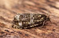 Celypha (Syricoris) lacunana (Common Marble/Dark Strawberry Tortrix)