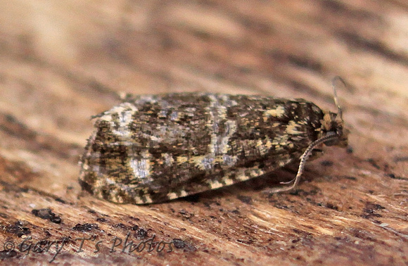 Celypha (Syricoris) lacunana (Common Marble/Dark Strawberry Tortrix)