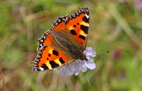 Small Tortoiseshell (Aglais urticae)