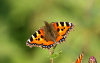 Small Tortoiseshell (Aglais urticae)