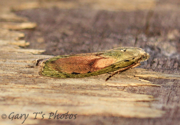 Aphomia sociella (Bee Moth - Male)