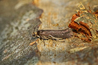 Prays ruficeps (Dark Ash Bud Moth)