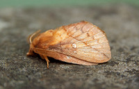 Drinker Moth (Euthrix potatoria - Male)