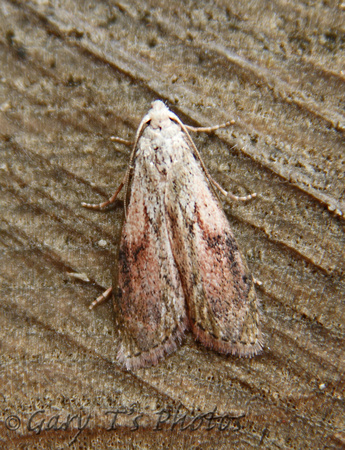 Aphomia sociella (Bee Moth - Male)