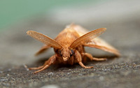 Drinker Moth (Euthrix potatoria - Male)