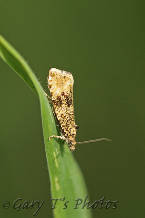 Celypha (Syricoris) lacunana (Common Marble/Dark Strawberry Tortrix)