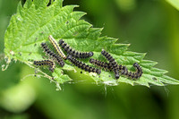 Small Tortoiseshell (Aglais urticae - Caterpillars)