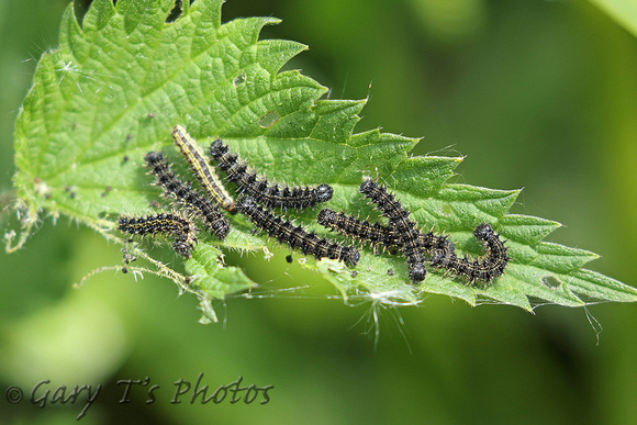 Small Tortoiseshell (Aglais urticae - Caterpillars)