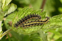 Small Tortoiseshell (Aglais urticae - Caterpillars)