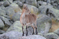 Spanish Ibex (Capra pyrenaica - Doe)