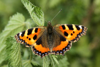 Small Tortoiseshell (Aglais urticae)