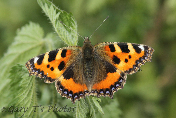 Small Tortoiseshell (Aglais urticae)