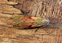 Aphomia sociella (Bee Moth - Male)