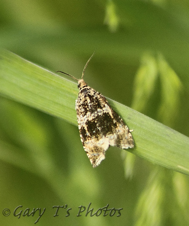 Celypha (Syricoris) lacunana (Common Marble/Dark Strawberry Tortrix)