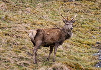 Red Deer (Cervus elaphus - Stag)