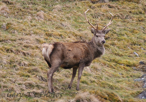 Red Deer (Cervus elaphus - Stag)