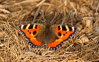 Small Tortoiseshell (Aglais urticae)