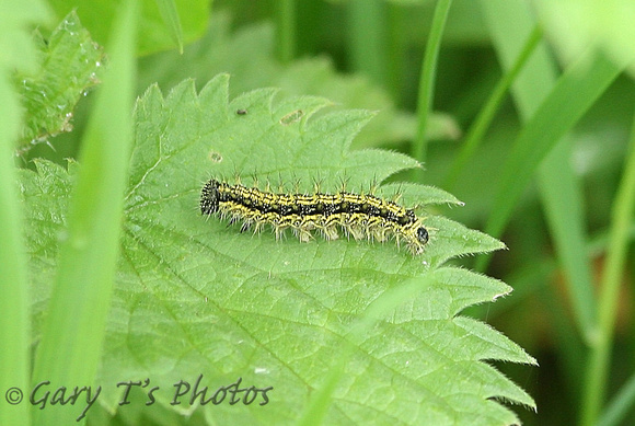 Small Tortoiseshell (Aglais urticae - Caterpillar)