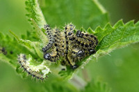 Small Tortoiseshell (Aglais urticae - Caterpillars)