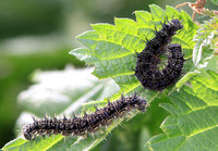 Small Tortoiseshell (Aglais urticae - Caterpillars)