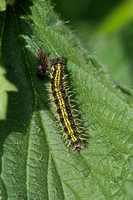 Small Tortoiseshell (Aglais urticae - Caterpillar)