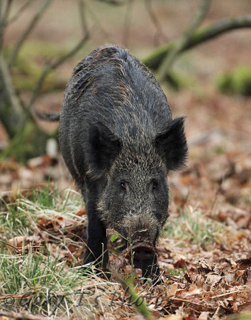 Wild Boar (Sus scrofa - Sow)