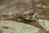 Celypha (Syricoris) lacunana (Common Marble/Dark Strawberry Tortrix)