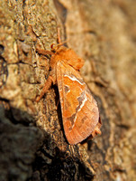 Orange Swift (Triodia sylvina - Male)