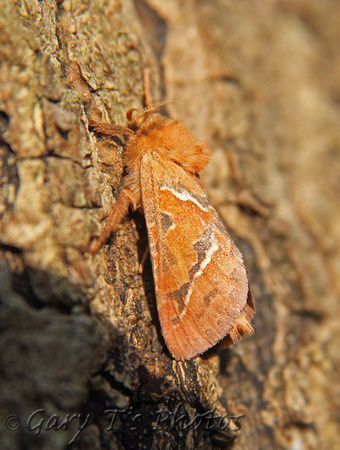 Orange Swift (Triodia sylvina - Male)