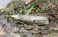 Aphomia sociella (Bee Moth - Female)