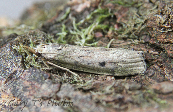 Aphomia sociella (Bee Moth - Female)