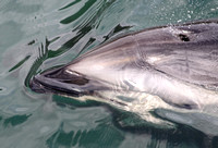 Dusky Dolphin (Lagenorhynchus obscurus)