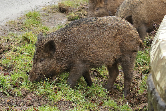 Wild Boar (Sus scrofa - Sow)